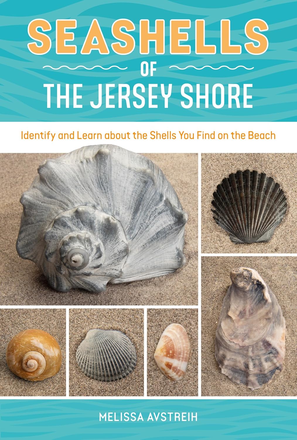 Seashells of the Jersey Shore: Identify and Learn about the Shells You Find on the Beach (Identify and Learn About Seashells: Handy User Guides with Photos, 1)